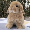 垂耳兔小型宠物兔子活物迷你兔荷兰活体猫猫兔侏儒兔茶杯兔宿舍