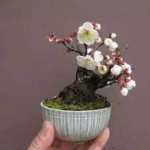 迷你花卉盆栽景观植物，种子室内桌面，植物盆景樱花种子日本樱花