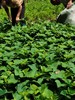 露天种植番薯菜食叶型红薯苗地瓜叶新鲜蔬菜红苕尖苗种藤盆栽吃叶