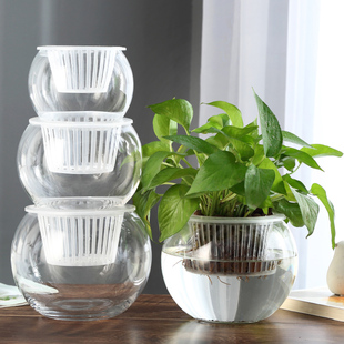 创意水培瓶植物透明玻璃花瓶，容器绿萝花盆鱼花共养缸水养摆件器皿