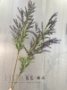 高枝紫色薰衣草仿真花摄影拍摄道具线条型，花艺插花素材鼠尾草