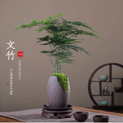 文竹盆栽植物室内绿化四季迷你办公室绿植摆件桌面，好养创意小盆景