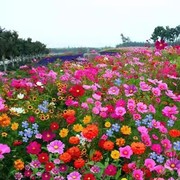 野花组合花种子凤仙花种籽子，四季播种开花格桑花籽庭院太阳花种孑