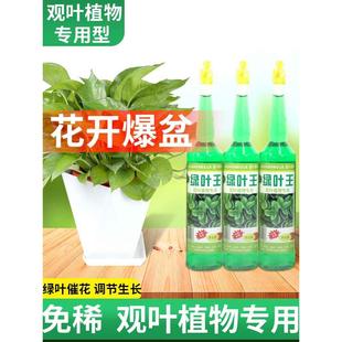 卉美绿叶王植物通用浓缩营养液绿萝文竹有机肥料水培盆栽营养液肥