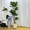 琴叶榕广州基地一物一拍北欧植物盆栽吸除甲醛大型室内绿植
