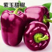 蔬菜 甜紫色瓜果种子椒种子 观赏食用紫玉彩色辣椒种籽 营养丰富
