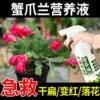 蟹爪兰专用肥养花肥料花卉盆栽花肥催花促花蟹爪兰四季开花营养液