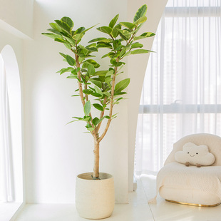 黄金榕盆栽网红绿植青叶，橡皮树好养四季常青客厅落地室内大型植物