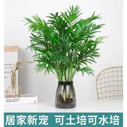 水培植物袖珍椰子盆栽，凤尾竹富贵竹散尾葵，室内绿植净化空气吸甲醛