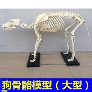 犬骨骼模型仿真大型成年狗骨架标本狗头，宠物兽医畜牧动物解剖大促