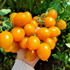 大黄金丽圣女果樱桃番茄种子小西红柿种籽特甜糖度10度黄金籽孑子