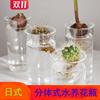 日式多肉植物水养玻璃花瓶，绿萝水培绿植风信子插花器家居装饰摆件