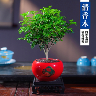 清香胡椒木盆栽，植物好养室内花卉桌面，绿植四季常青盆景