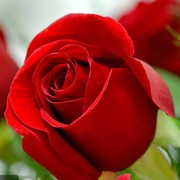 卡罗拉红玫瑰花苗黑玫瑰四季开花卉观花植物阳台，盆栽大花浓香月季