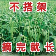 摘不败无架长豆角种不用搭架子的长豆角蔬菜种四季播种长豇豆