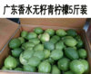 广东香水柠檬无籽新鲜水果应季青柠檬5斤一级果整箱