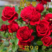 红色大花欧月红苹果四季开灌木，月季花苗阳台，玫瑰花盆栽花卉绿植物
