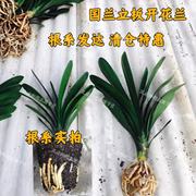 东北名贵君子兰圆头立板盆栽特级小苗宽短叶室内绿植阳台花卉