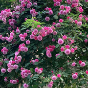 无刺蔷薇花苗十阳台庭院花墙垂吊爬藤粉团蔷薇七姐妹粉色花