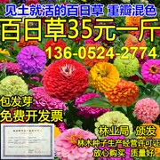 百日草花种子四季易种室外庭院阳台景观花海百日菊花种籽开花不断