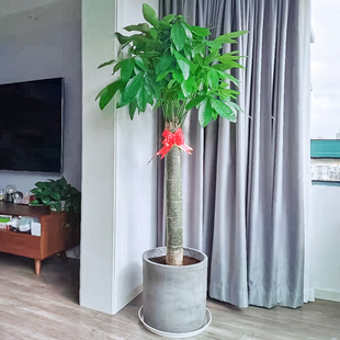 大型独杆发财树植物客厅落地式绿植，室内大盆栽办公室大棵耐阴花卉