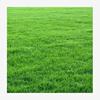 美国四季青草坪种子高羊茅(高羊茅)草籽草种耐寒耐践踏工程绿化护坡