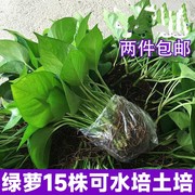 绿萝水培土培办公室新房，除甲醛办公室易活室内绿植物盆栽吊兰花卉。