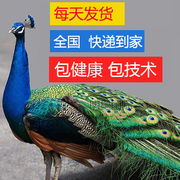 蓝白花孔雀苗崽活体一对宠物鸟 观赏鸟 /量大
