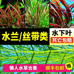 细叶水兰小水兰后景水草鱼缸造景，淡水阴性水下叶新手(叶新手)懒人鱼缸植物