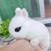 小型侏儒兔子活物凤眼海棠迷你茶杯兔儿童宠物兔荷兰垂耳兔活体