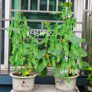 水果黄瓜种子盆栽，地栽四季播种质量好品种优菜种子，蔬菜种子大全