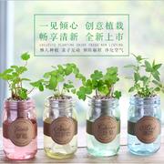 办公室桌面迷你创意diy小盆栽植物，种植彩色玻璃水培微景观生态瓶