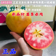 种红色树苖之爱日本红翡翠苹果树苗红肉浪漫樱花赤肉甜苹果苗