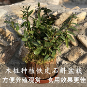 铁皮吊兰苗盆栽可食用雁荡山石斛鲜条非霍山枫斗室，t内绿植花卉盆