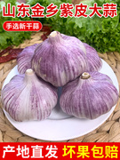 山东大蒜头干蒜5斤紫皮特级种籽新鲜蒜瓣，10斤蒜种子大祘头籽