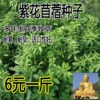 紫花苜蓿种子猪牛羊兔鱼饲料鸡鸭，鹅多年生四季南方北方牧草种子