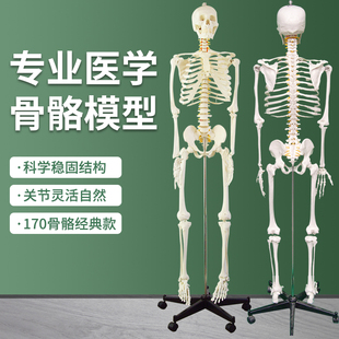 医学骨骼模型170CM人体骨骼模型教学模型 骨架解剖关节教学模型