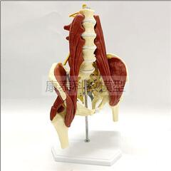 人体脊柱模型腰椎骨腰大肌盆腔骨盆健身馆装备医学女盆骨可拆卸x