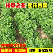 紫花苜蓿种子多年生四季南北方，牧草籽芽苗菜绿化蜜源绿肥草木犀