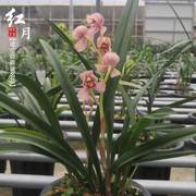 建兰种红月四夏季兰花苗带花苞客厅阳台窗台花卉植物盆栽浓香