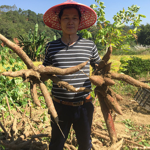 广西新鲜白肉面包木薯生农家粉糯特产5斤非海南即食黄心黄肉番薯