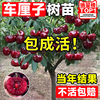 车厘子树苗樱桃树苖南北方种植盆栽庭院果树苗矮化樱桃树大樱桃苗