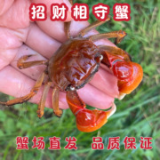 招财小螃蟹相手蟹淡水蟹观赏蟹桌面宠物螃蟹发财蟹红螯迷你相守蟹