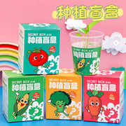 幼儿园种植小盆栽盲盒儿童迷你植物种子小创意桌面摆件小绿植