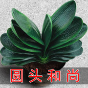 圆头和尚君子兰盆栽带花苞老苗，大小苗四季花卉植物室内花绿植好养