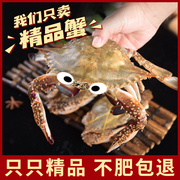 梭子蟹新鲜冷冻大海螃蟹红膏蟹，飞蟹花蟹海鲜水产吕四