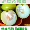 广西台湾蜜丝牛奶大青枣，新鲜脆甜当季儿童孕妇，水果5一10斤