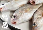 加芒鱼俗称小黄花鱼且吃且珍惜黄小贤东山岛固网鱼叫姑鱼500g