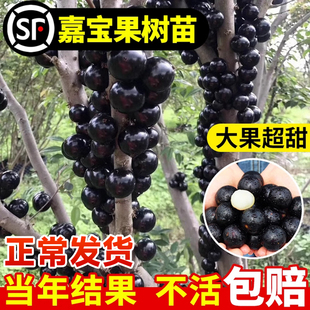 四季嘉宝果树果苗沙巴艾斯卡树葡萄苗果树庭院名贵南北方种植盆栽