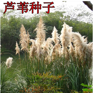 出售水生花卉种子籽包 粽 芦苇种子端午节子芦芛蒹葭种子
